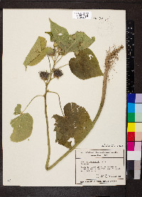 Abutilon theophrasti image