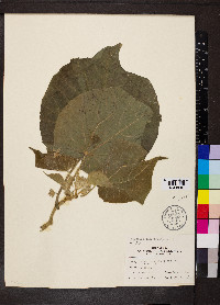 Abutilon theophrasti image