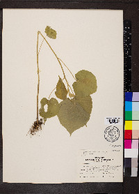 Abutilon theophrasti image