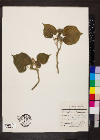 Abutilon theophrasti image