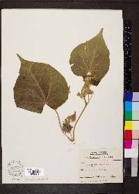 Abutilon theophrasti image