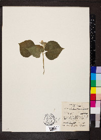 Abutilon theophrasti image