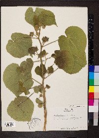 Abutilon theophrasti image