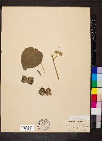 Abutilon theophrasti image