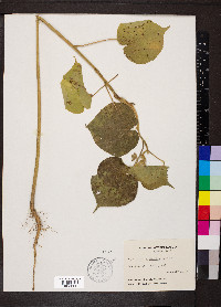 Abutilon theophrasti image