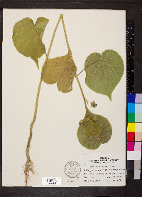 Abutilon theophrasti image