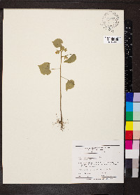 Abutilon theophrasti image