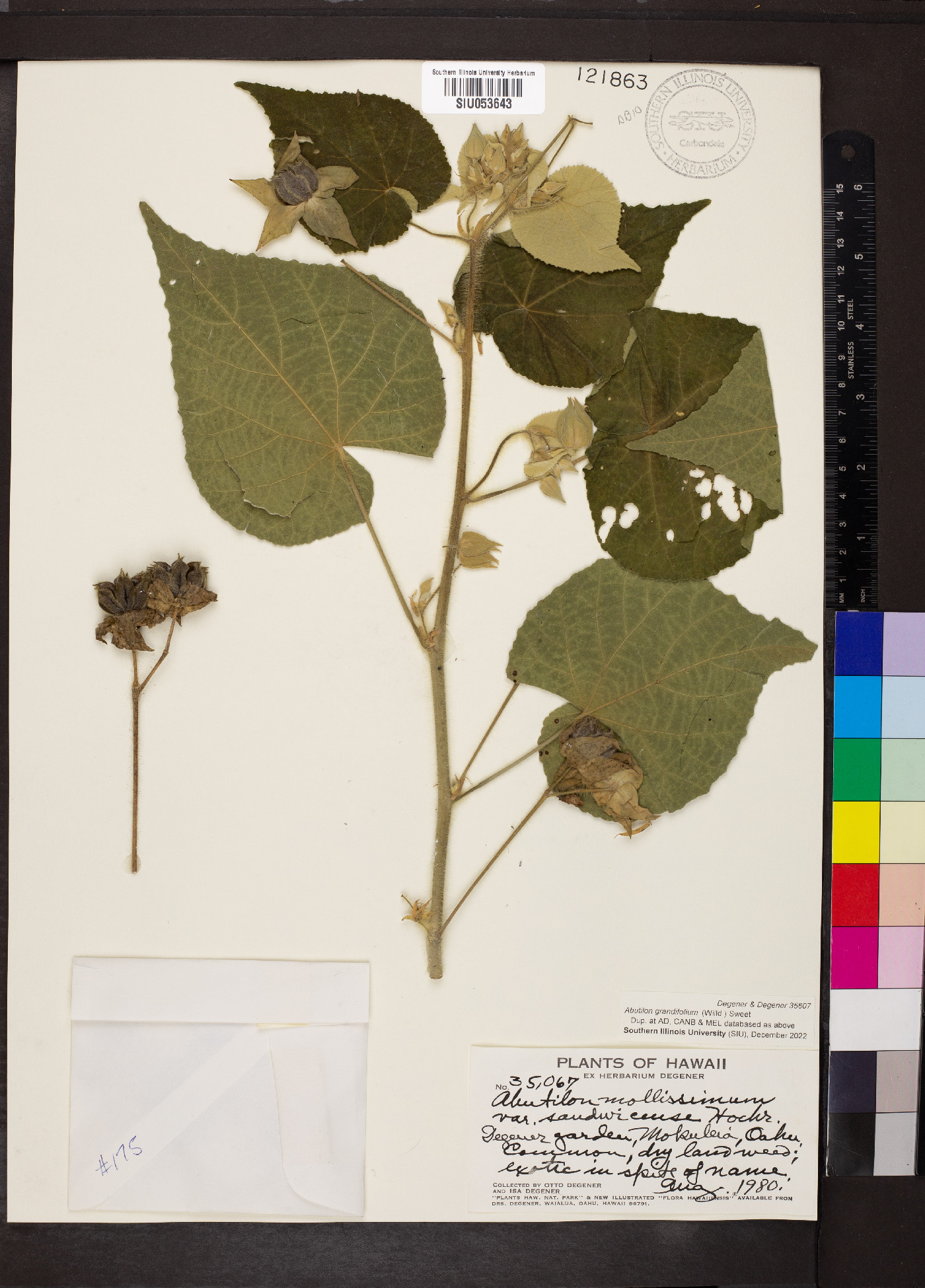 Abutilon grandifolium image