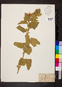 Althaea officinalis image