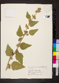 Althaea officinalis image