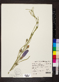 Alyogyne hakeifolia image