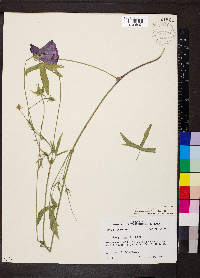 Callirhoe papaver image