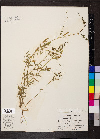 Vicia minutiflora image