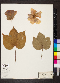 Gossypium herbaceum image