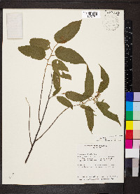 Guazuma ulmifolia image