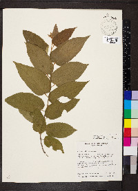 Guazuma ulmifolia image