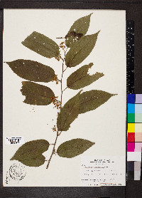 Guazuma ulmifolia image