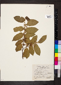 Guazuma ulmifolia image