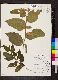 Helicteres guazumifolia image