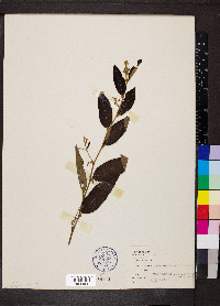 Helicteres angustifolia image