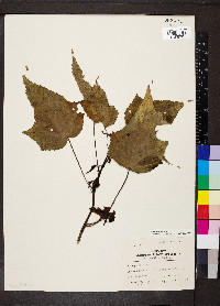 Hibiscus laevis image