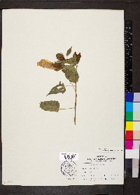 Hibiscus laevis image