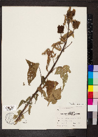 Hibiscus laevis image