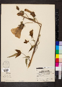 Hibiscus laevis image