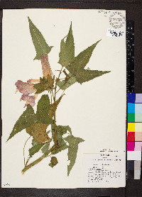 Hibiscus laevis image