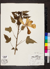 Hibiscus laevis image