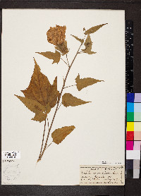 Hibiscus laevis image