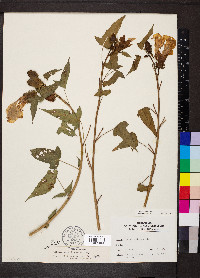 Hibiscus laevis image