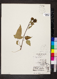 Hibiscus laevis image