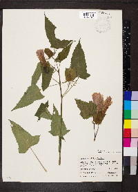 Hibiscus laevis image