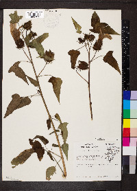 Hibiscus laevis image