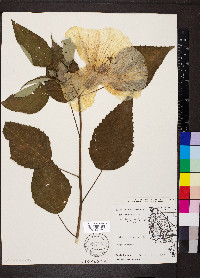 Hibiscus lasiocarpos image