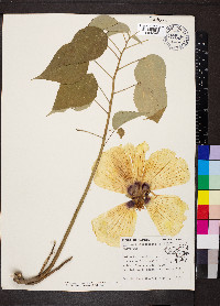 Hibiscus lasiocarpos image