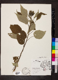 Hibiscus lasiocarpos image