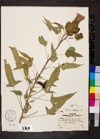 Hibiscus laevis image