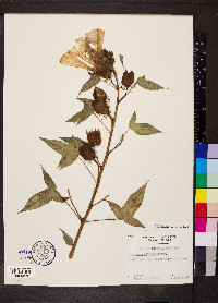 Hibiscus laevis image