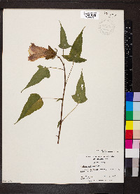 Hibiscus laevis image