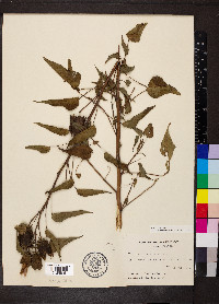 Hibiscus laevis image