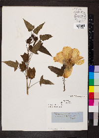 Hibiscus laevis image