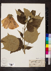 Hibiscus moscheutos image