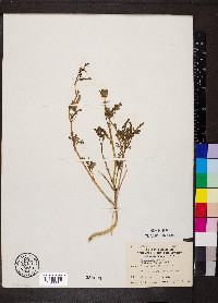 Hibiscus trionum image