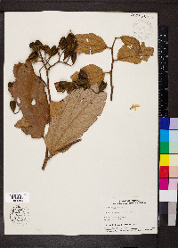 Luehea seemannii image