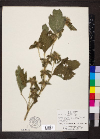 Malachra alceifolia image