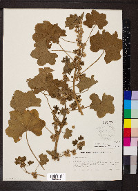 Malva parviflora image