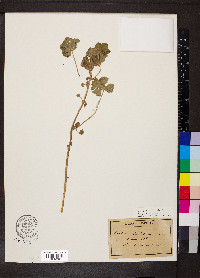 Malva neglecta image