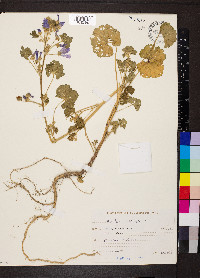 Malva sylvestris image